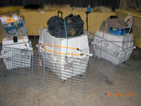 The CFA Intertional Cat Show